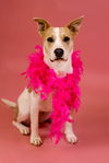 adoptable Dog in  named Sasha