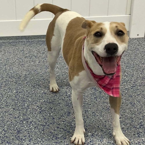 SASHA - Pit Bull Terrier available for adoption