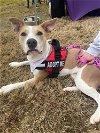 adoptable Dog in raleigh, NC named Sasha