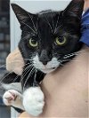 adoptable Cat in raleigh, NC named Fiona