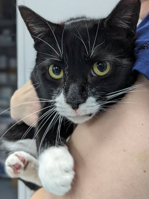 FIONA - Domestic Short Hair available for adoption