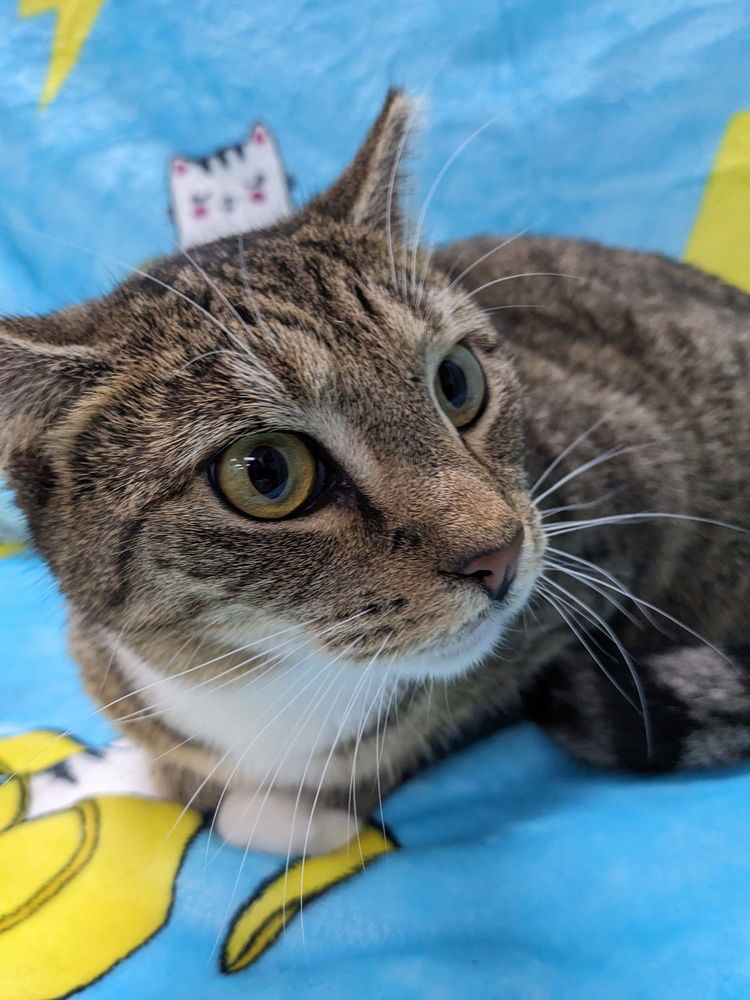 adoptable Cat in Raleigh, NC named Mazzy Star