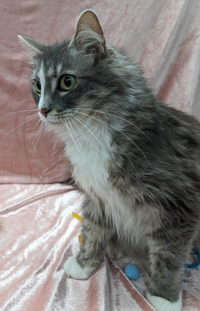 adoptable Cat in Raleigh, NC named Bonsai