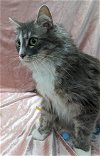 adoptable Cat in raleigh, , NC named Bonsai