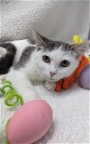 adoptable Cat in raleigh, NC named Shoelace