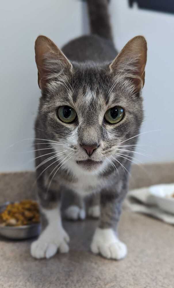 adoptable Cat in Raleigh, NC named Pterodactyl