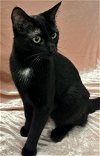adoptable Cat in raleigh, NC named Luna
