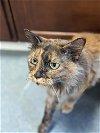 adoptable Cat in raleigh, NC named Meli