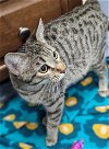 adoptable Cat in raleigh, NC named Muffin