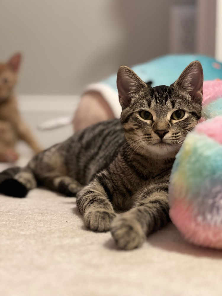 adoptable Cat in Raleigh, NC named Cedar