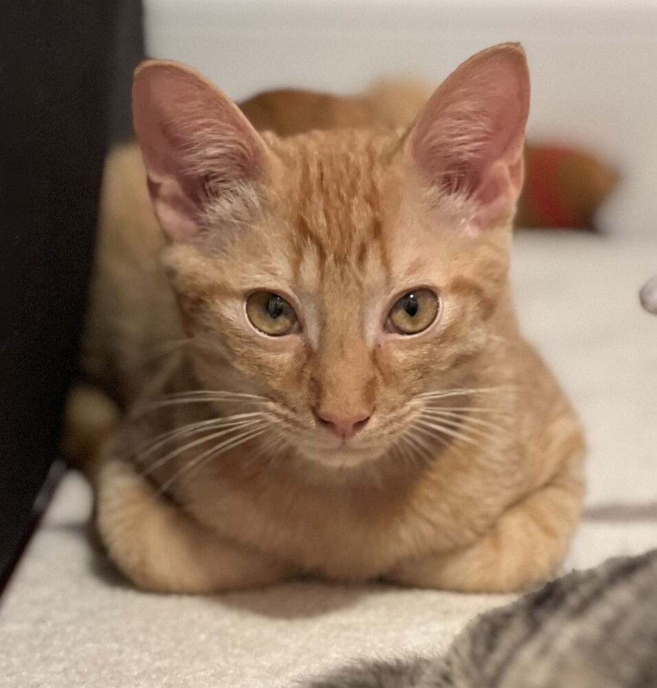 adoptable Cat in Raleigh, NC named Peter