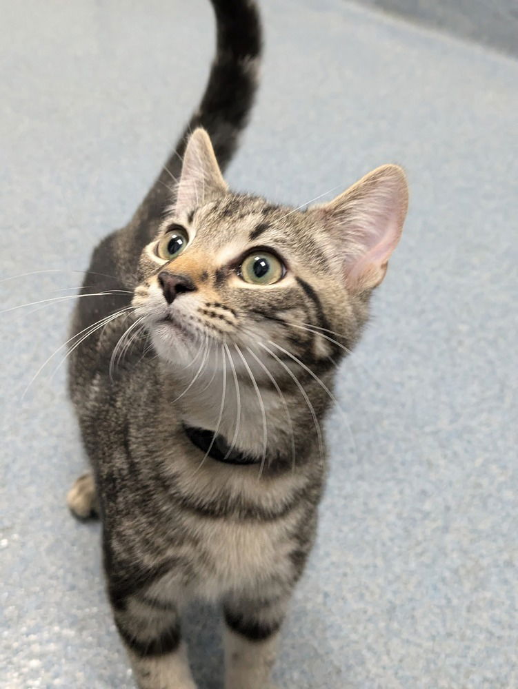 adoptable Cat in Raleigh, NC named Bacon Bits