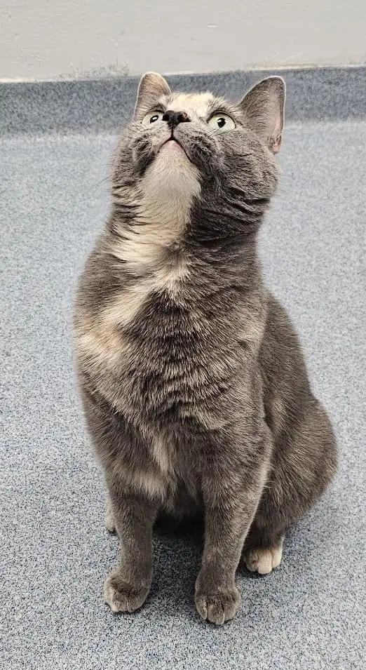 Fern - Domestic Short Hair