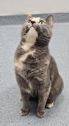 adoptable Cat in Raleigh, NC named Fern