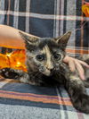 adoptable Cat in Raleigh, NC named Garnet