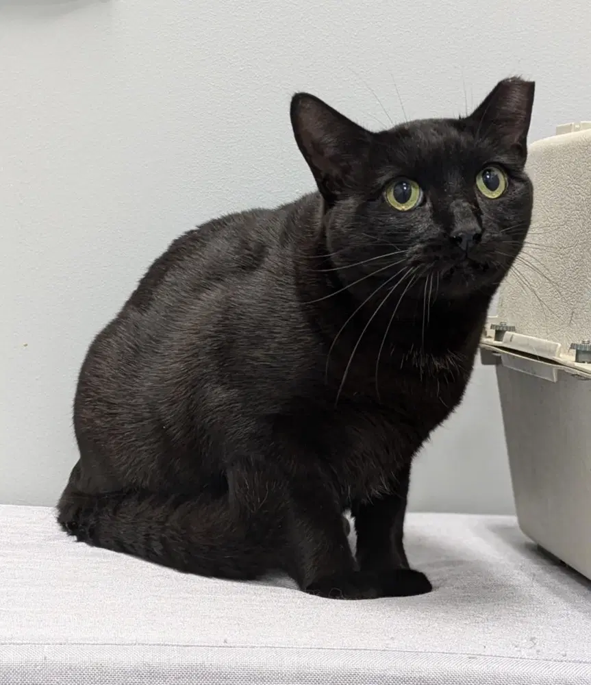 Sunshine - Domestic Short Hair