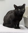 adoptable Cat in raleigh, NC named Sunshine