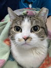 adoptable Cat in Raleigh, NC named Holly