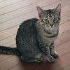 adoptable Cat in raleigh, NC named Spinach Frittata