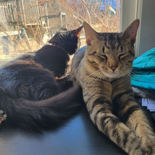 SPINACH FRITTATA - Domestic Short Hair available for adoption