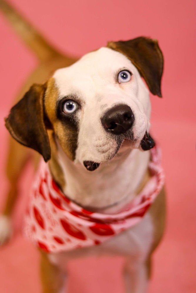 adoptable Dog in Raleigh, NC named Sydney
