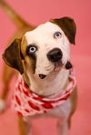 adoptable Dog in raleigh, NC named Sydney
