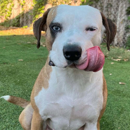 SYDNEY - American Staffordshire Terrier available for adoption