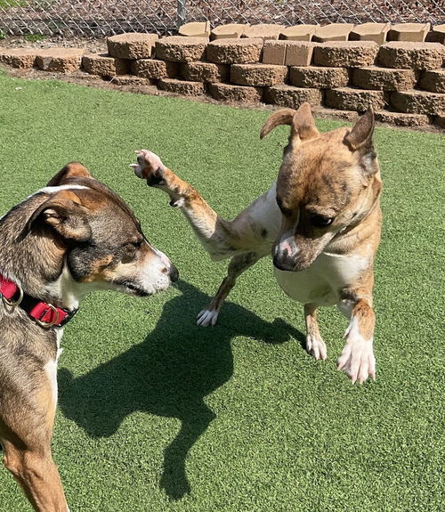 picture of the dog needing adoption