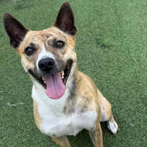 picture of the dog needing adoption