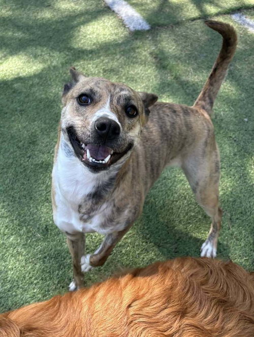 CALLIE - Pit Bull Terrier available for adoption