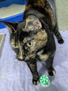 adoptable Cat in raleigh, NC named Lexi