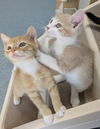 adoptable Cat in raleigh, NC named Quicksilver