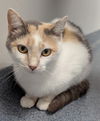 adoptable Cat in raleigh, NC named Phantomina