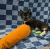 adoptable Cat in raleigh, NC named Rocky