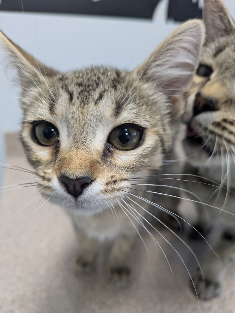 adoptable Cat in Raleigh, NC named Black Canary