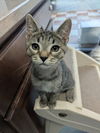 adoptable Cat in raleigh, NC named Nightwing