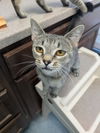 adoptable Cat in Raleigh, NC named Bindi