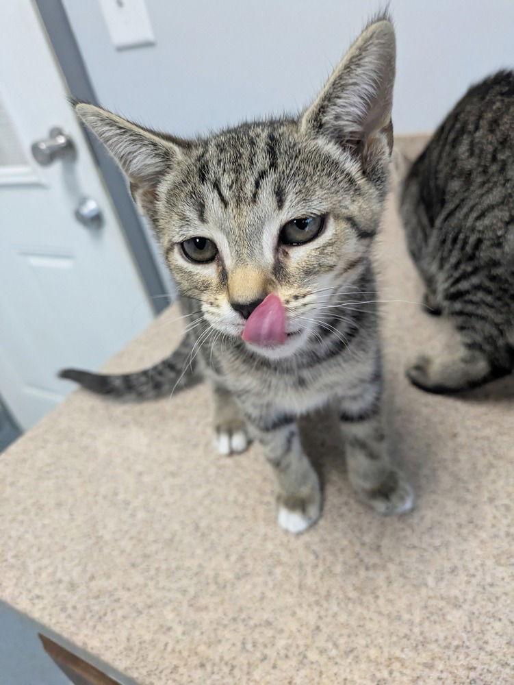 adoptable Cat in Raleigh, NC named Starfire