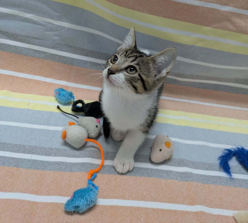adoptable Cat in Raleigh, NC named Ramen Noodle