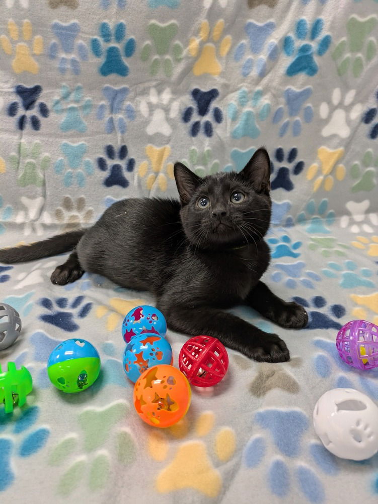 adoptable Cat in Raleigh, NC named Avocado Toast