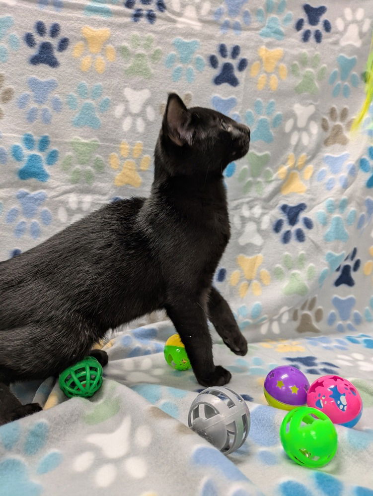 adoptable Cat in Raleigh, NC named Sesame Tofu