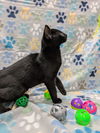 adoptable Cat in raleigh, NC named Sesame Tofu