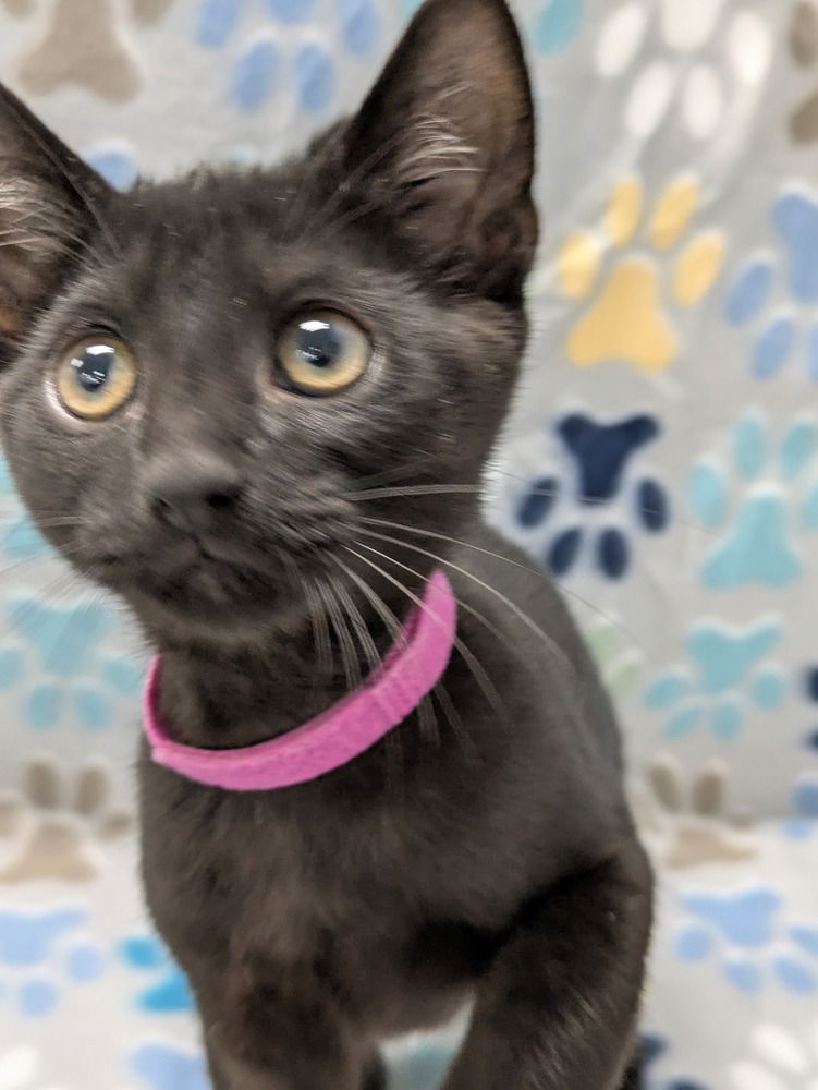 adoptable Cat in Raleigh, NC named Count Butterpaws