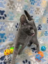 adoptable Cat in Raleigh, NC named Duchess Hissington