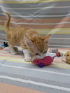adoptable Cat in raleigh, NC named Kitty Smalls