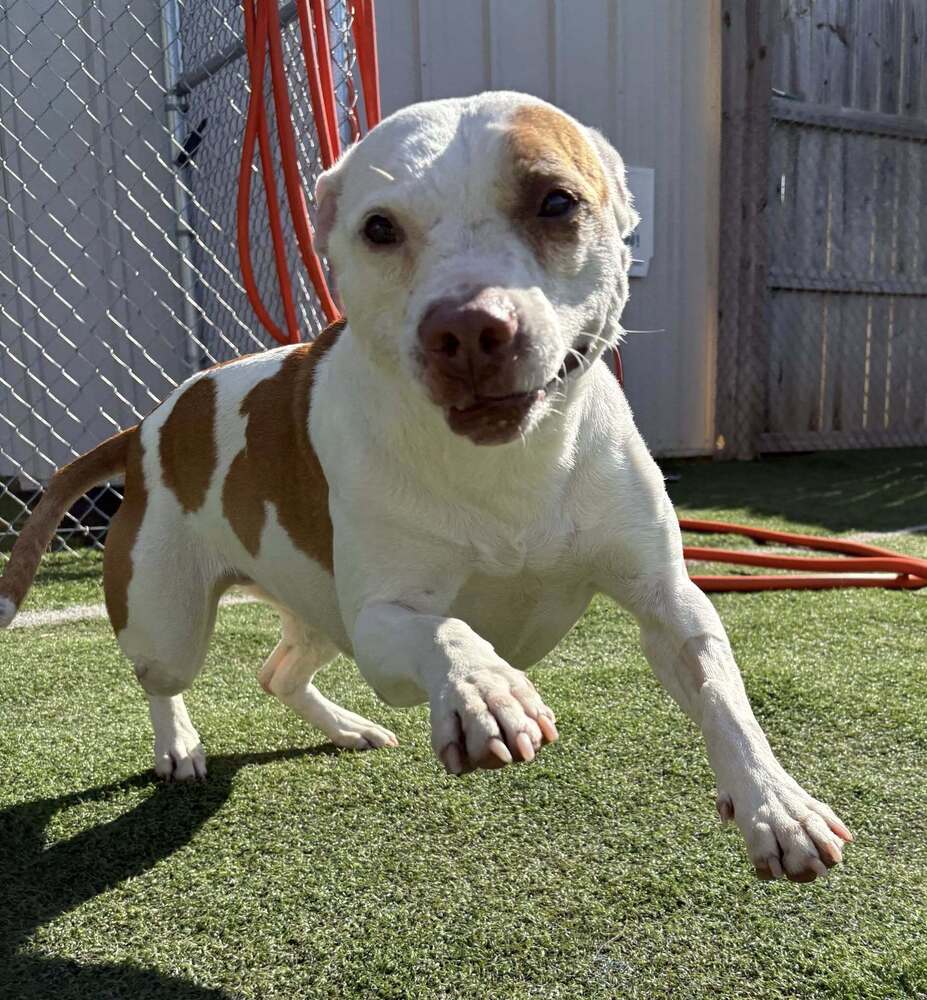 Zuzu