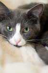 Zeni - Photo 1