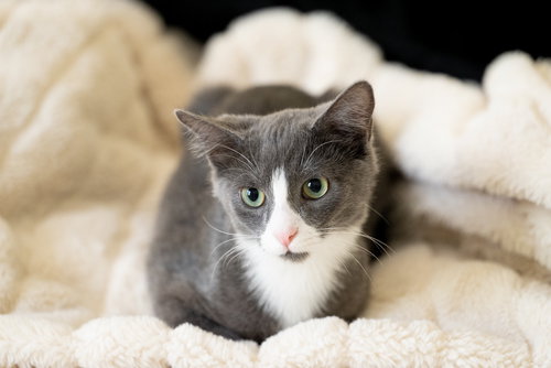 ZENI - Domestic Medium Hair available for adoption