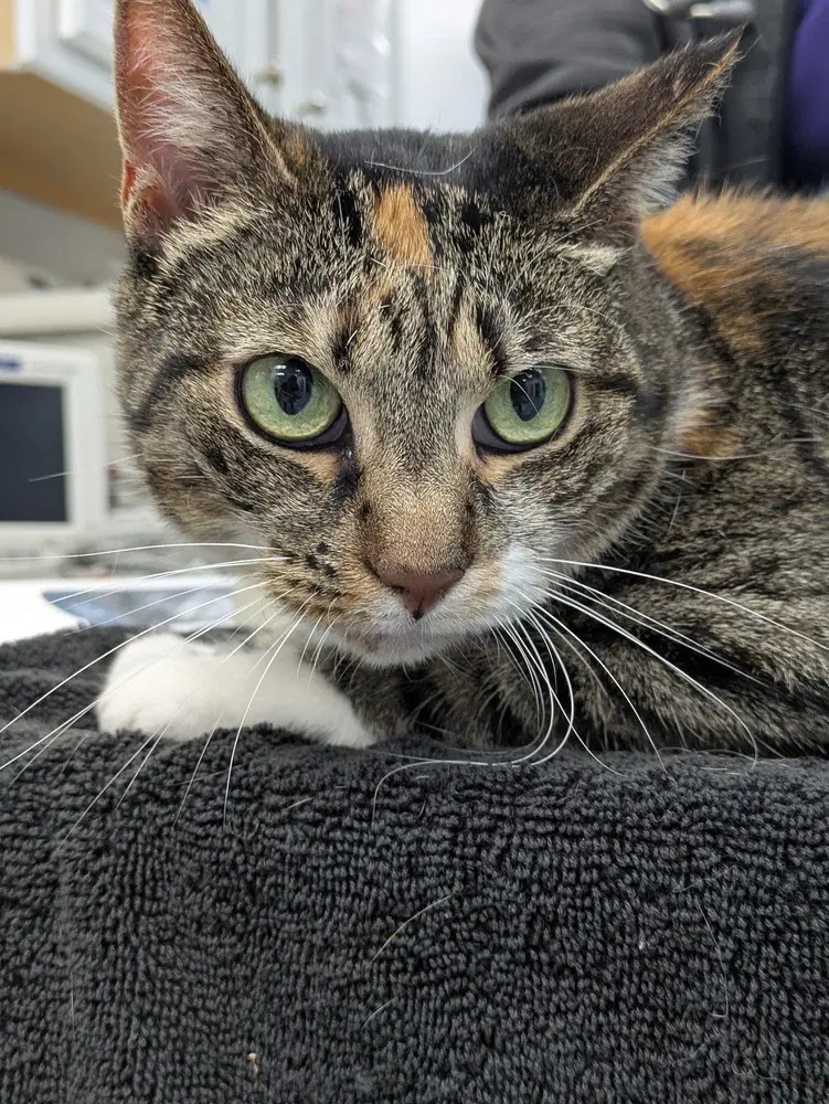 Sally - Domestic Short Hair