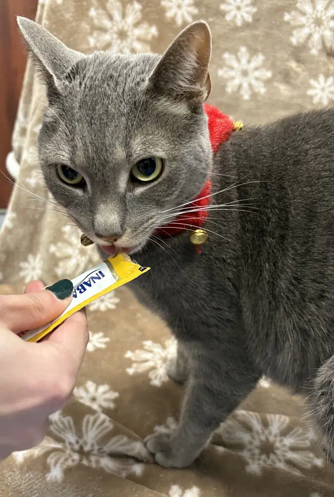 Valarr - Domestic Short Hair